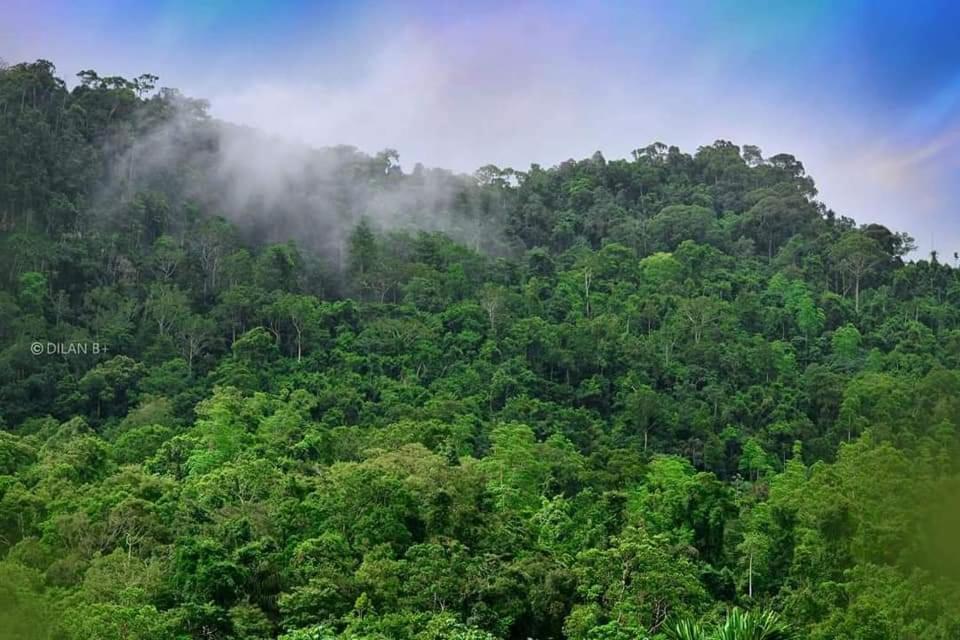 Sinharaja Forest Gate Deniyaya Buitenkant foto