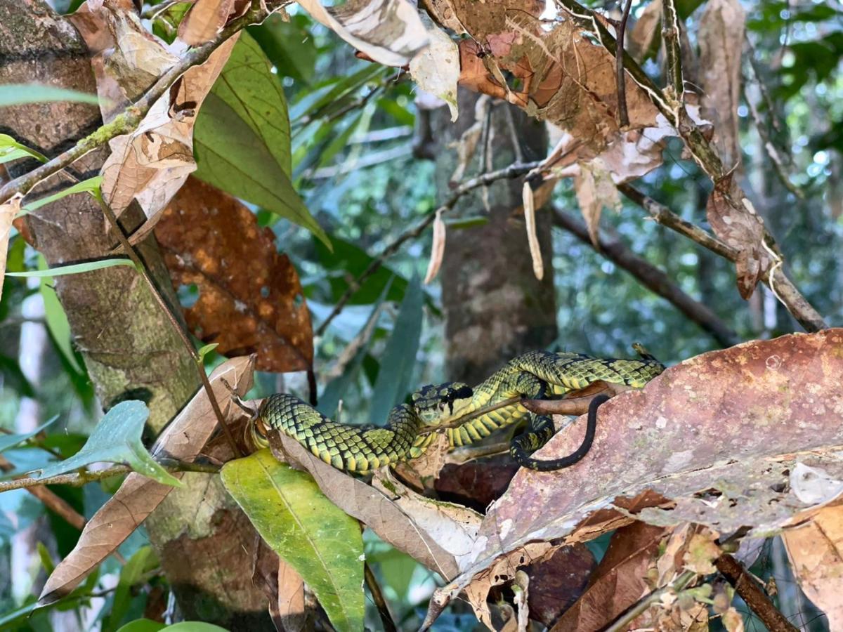 Sinharaja Forest Gate Deniyaya Buitenkant foto