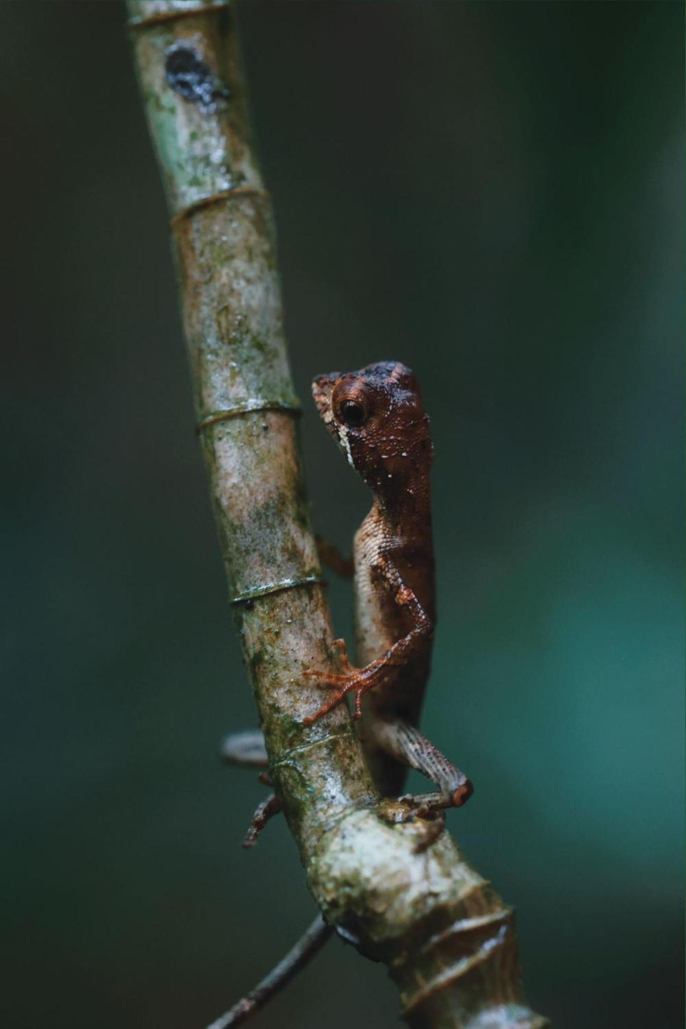 Sinharaja Forest Gate Deniyaya Buitenkant foto